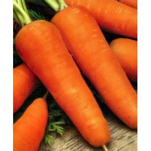 Шантане Роял - морква, 0,5 кг, Griffaton Франція фото, цiна